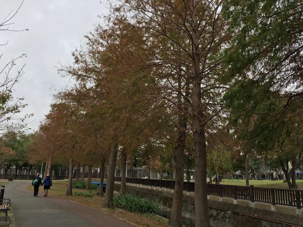 圖2.沿著水圳而種的落羽松群呈現黃葉