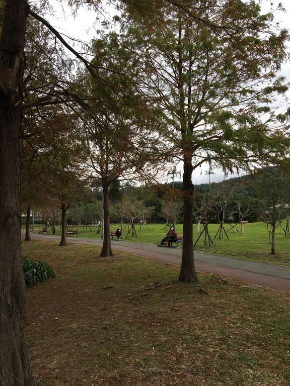 圖3.除了欣賞黃葉美景，還可觀察到特別的呼吸根