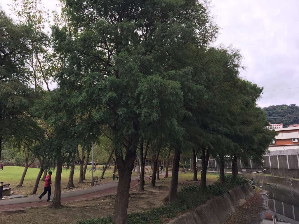 圖4. 全年常綠英姿挺拔的「墨西哥落羽松」