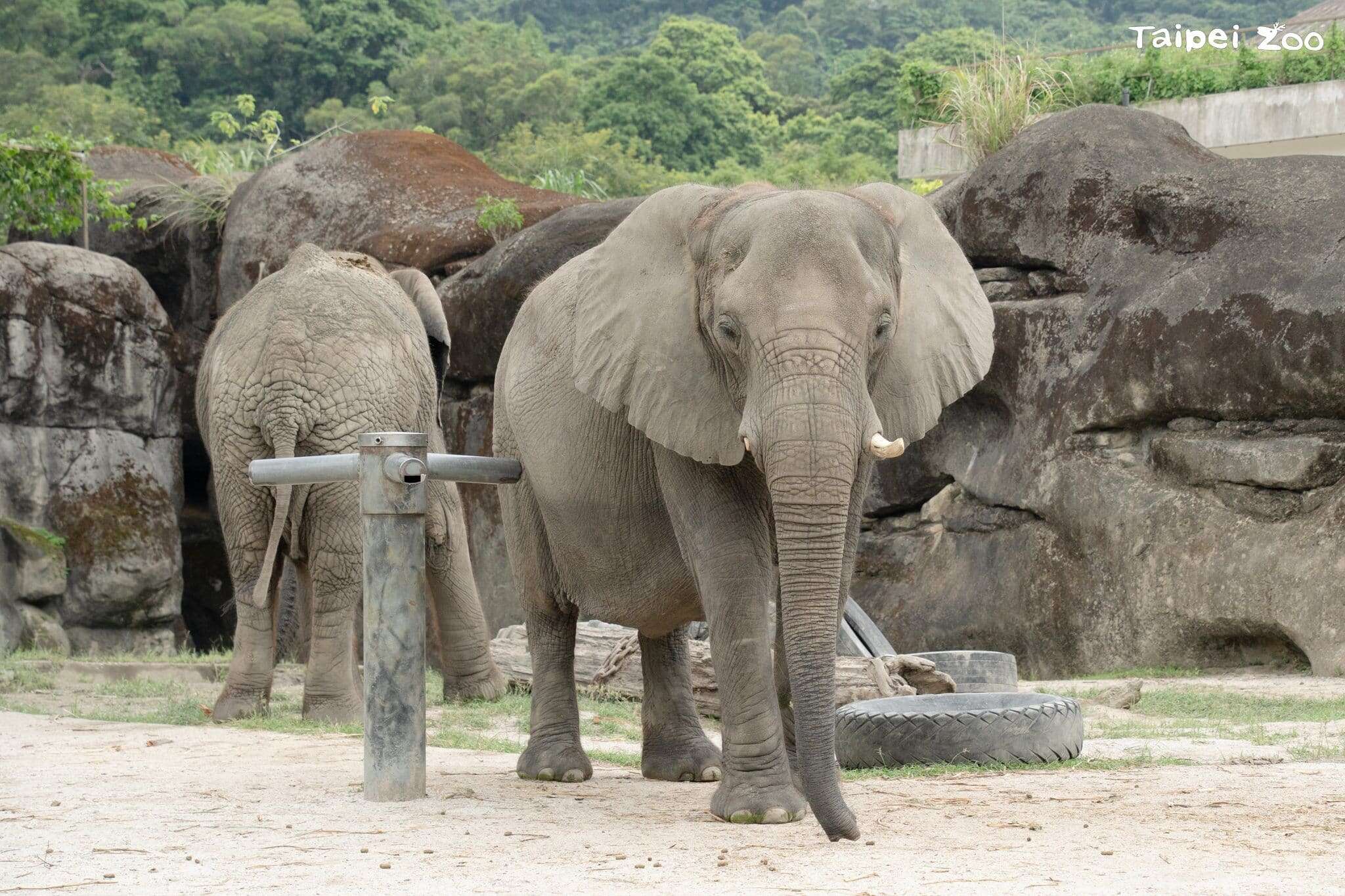 動物園在4月22日舉辦闖關活動，響應世界地球日(圖片來源：臺北市立動物園)