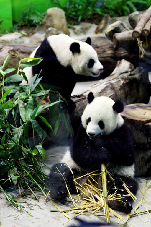 台北動物園年間重点イベント
