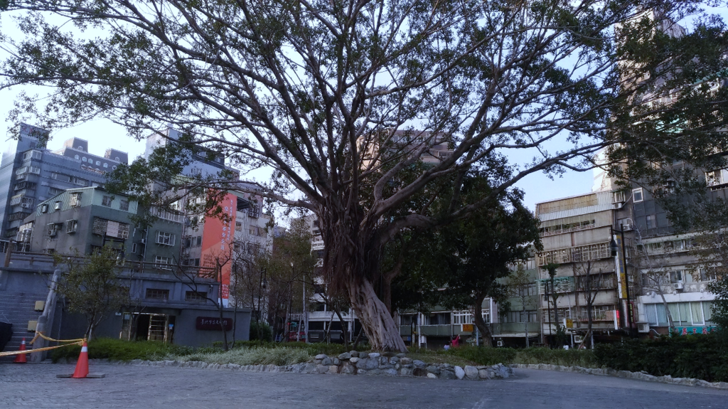 万华406广场-大榕树