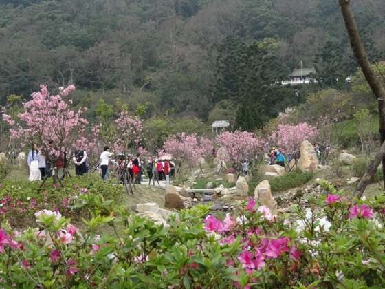 2017陽明山花祭