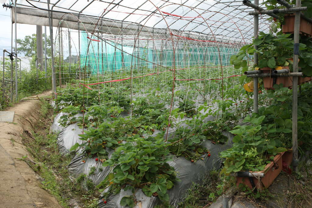 台北市白石湖同心池换新妆  阖家出游好去处
