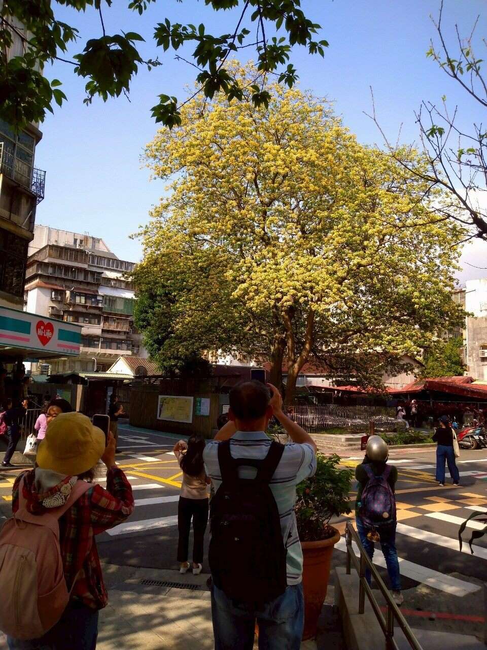 溫州街魚木賞花秘境藏身公館巷弄(圖片來源：臺北市政府工務局公園路燈工程管理處)