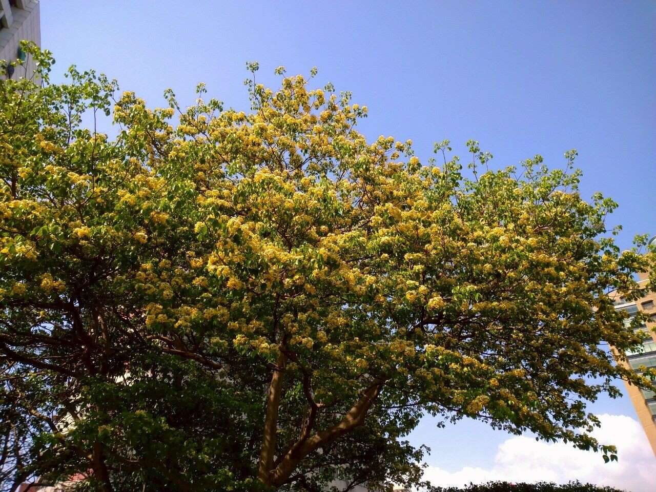 花生長於帶葉枝條的先端，白色後轉變為淡黃色或橘黃色，因此有著不同顏色層次美感(圖片來源：臺北市政府工務局公園路燈工程管理處)