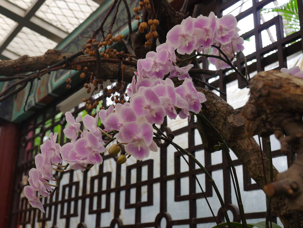 圖3.「大唇粉蝶」如穿著粉紅芭蕾舞衣的舞者，散發出恬淡靜雅的氣質