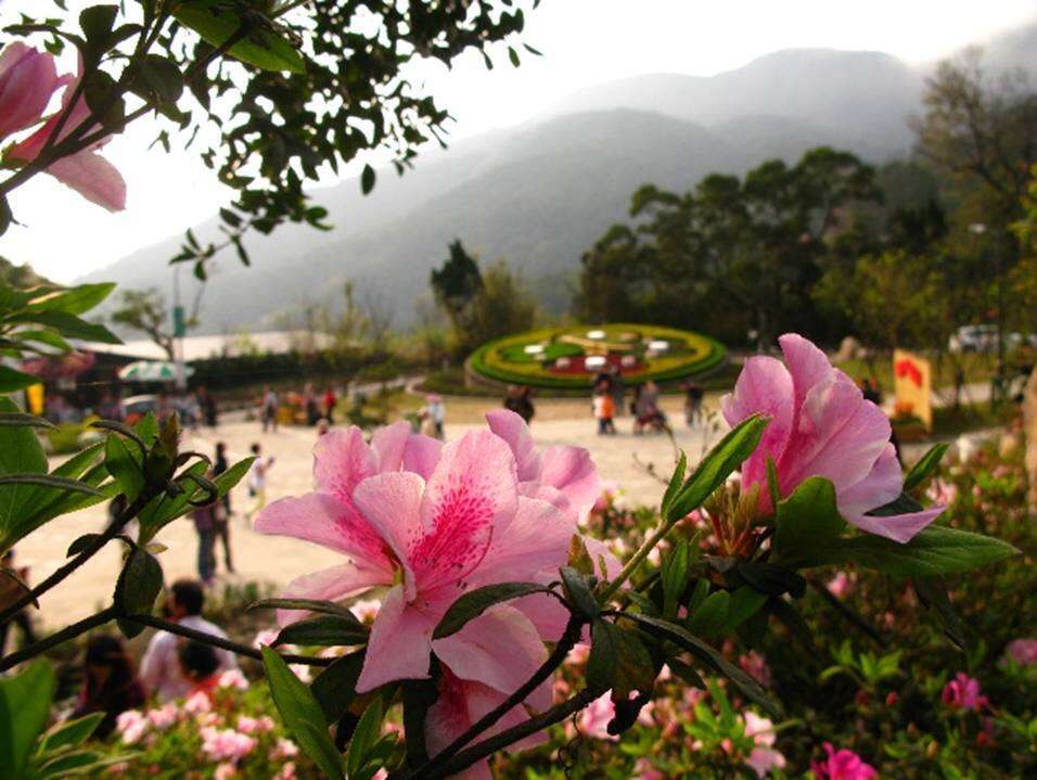 2017 Festival de las Flores de Yangmingshan