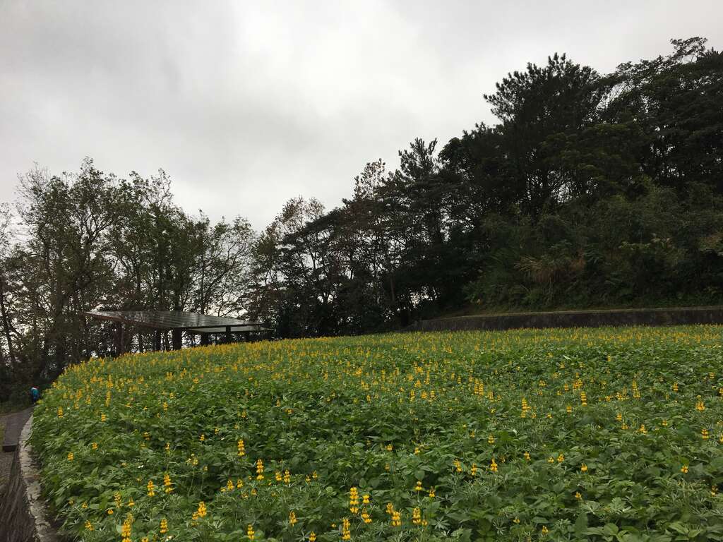 在翠绿中金黄点点的鲁冰花花穗