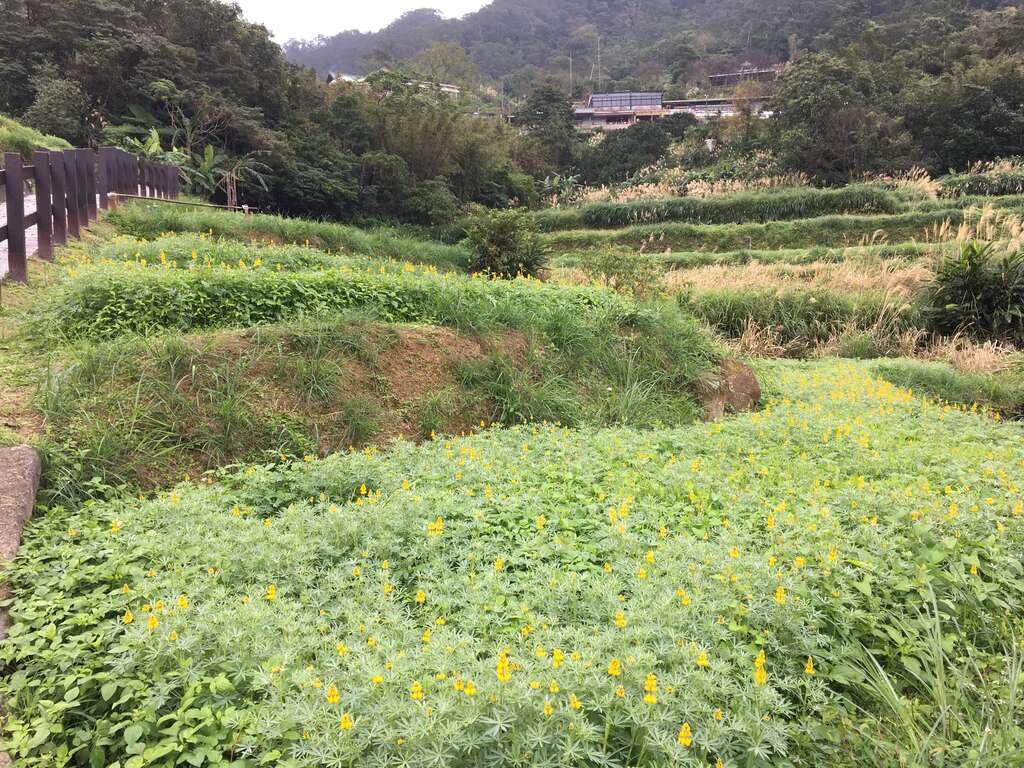 金黄花铃鲁冰花层层叠叠