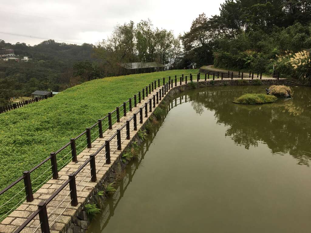 水牛漫游水塘