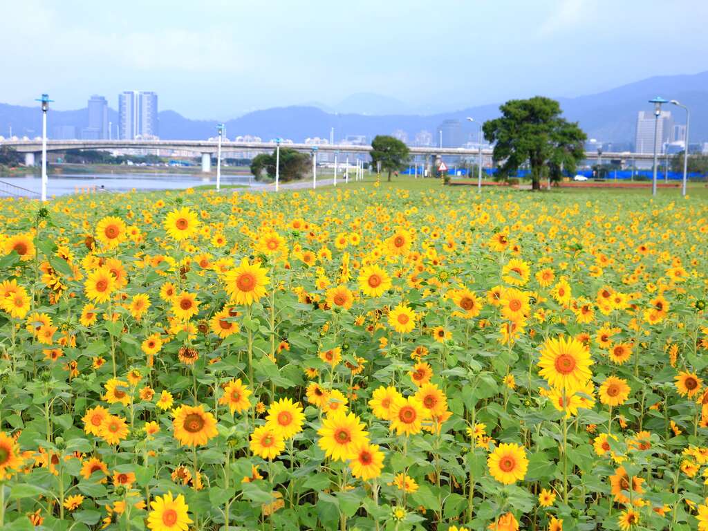 北市河濱花海齊放  春節出遊首選