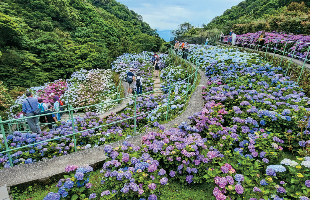 P24-27 食旅-5 @北投區農會––初夏時節正適合漫遊竹子湖，欣賞繡球花海。（圖／北投區農會）