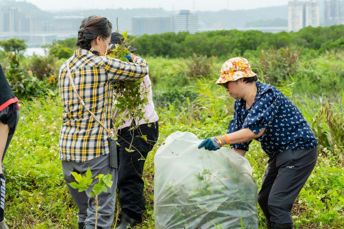 大家一起齐心协力维护卤蕨的栖地(图片来源：台北市政府工务局水利工程处)