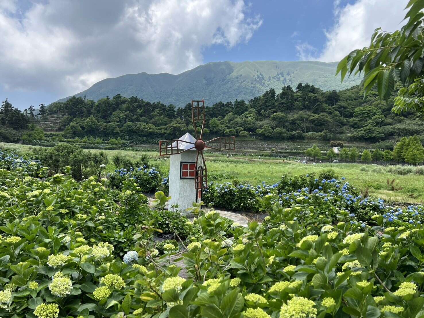 逐渐绽放的花海(图片来源：台北市政府工务局大地工程处)