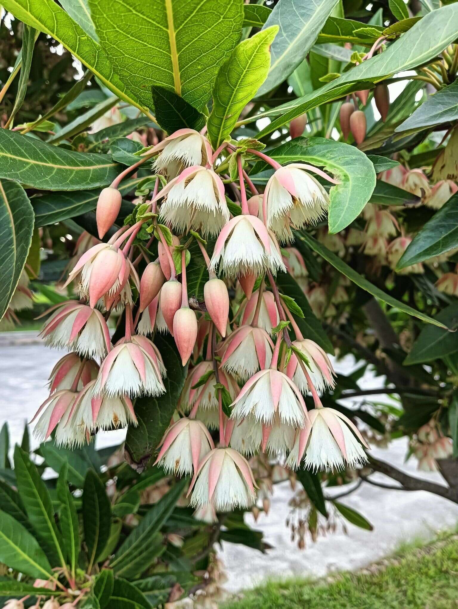 花萼粉红色或绿白色，白色花瓣悬垂下来，开花时像小铃铛随风摆动。(图片来源：台北市政府工务局公园路灯工程管理处)