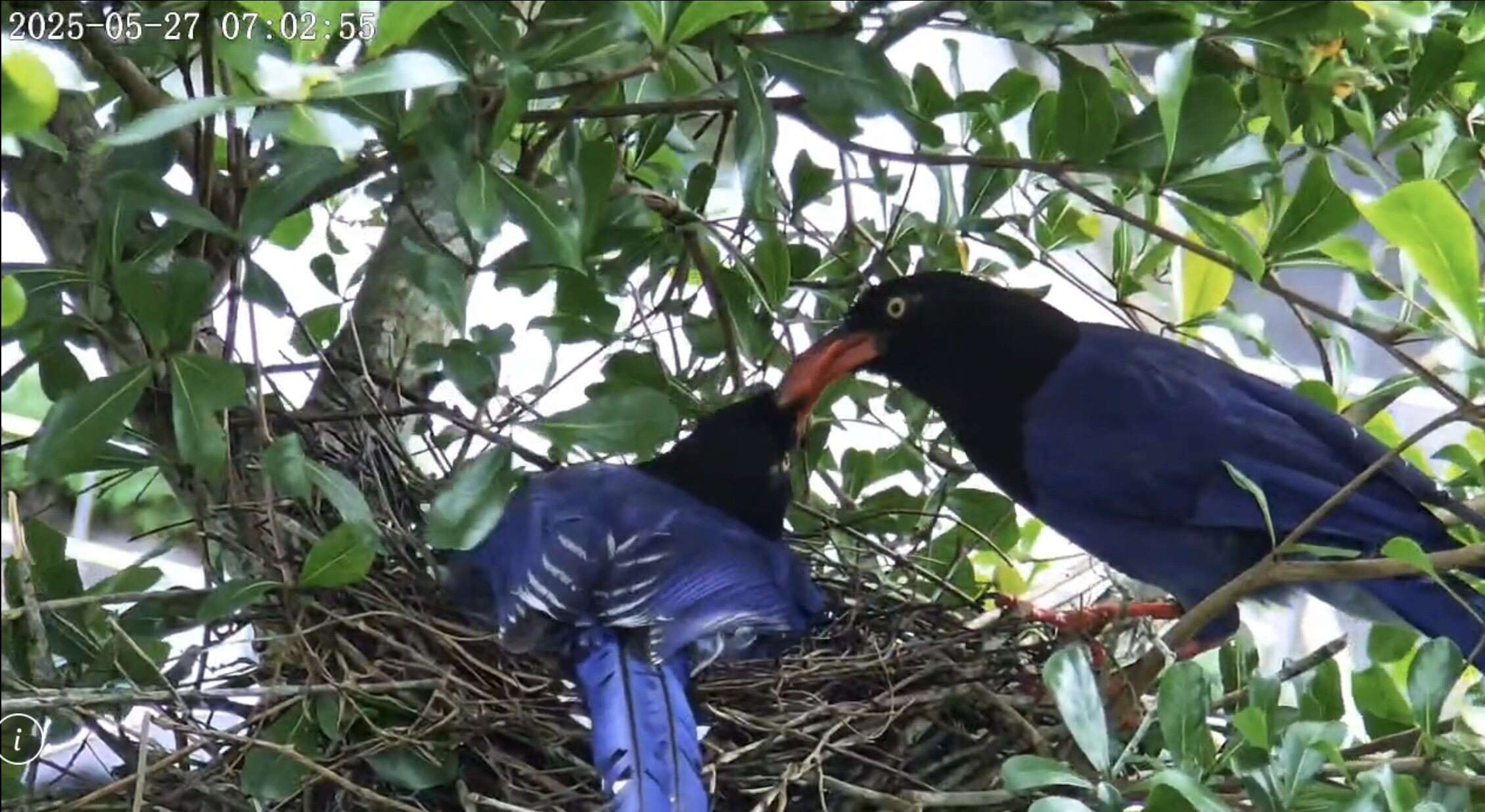 因孵蛋而無法外出覓食的鳥媽媽(左)，靠鳥爸爸(右)外出覓食回來餵食(圖片來源：臺北翡翠水庫管理局)