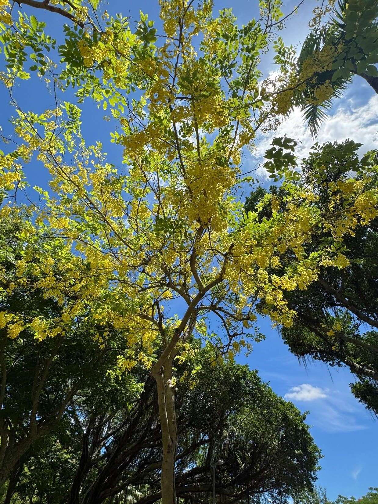 此時台北市內許多公園、街道都可看見阿勃勒身影(圖片來源：臺北市政府工務局公園路燈工程管理處)