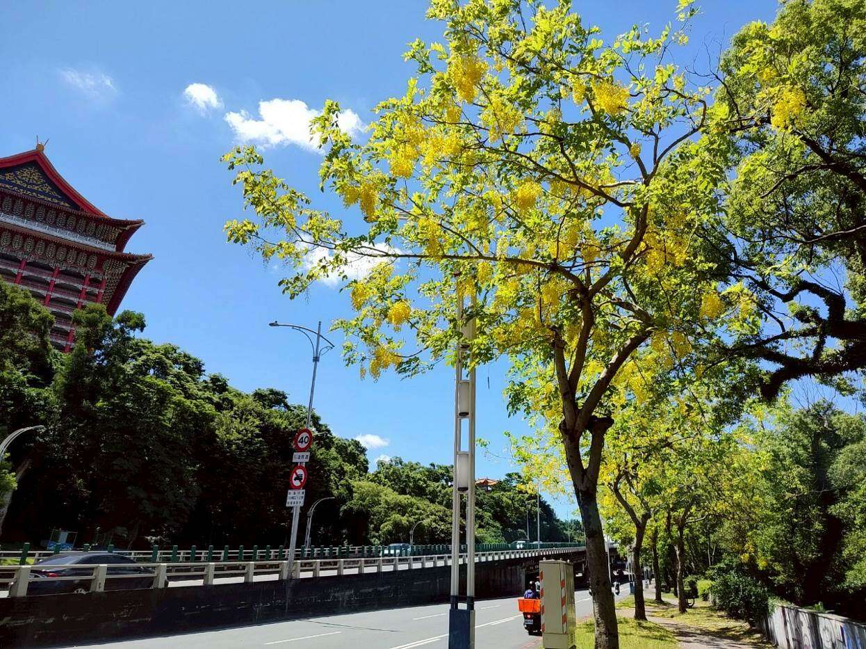 搭配晴朗藍天背景，信手拈來拍照都是美(圖片來源：臺北市政府工務局公園路燈工程管理處)