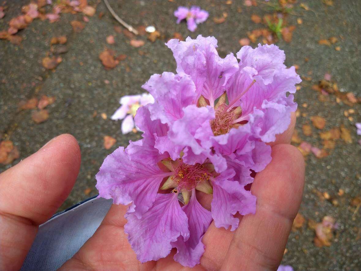 每朵花有6个花瓣，瓣缘呈不规则波浪锯齿状(图片来源：台北市政府工务局公园路灯工程管理处)