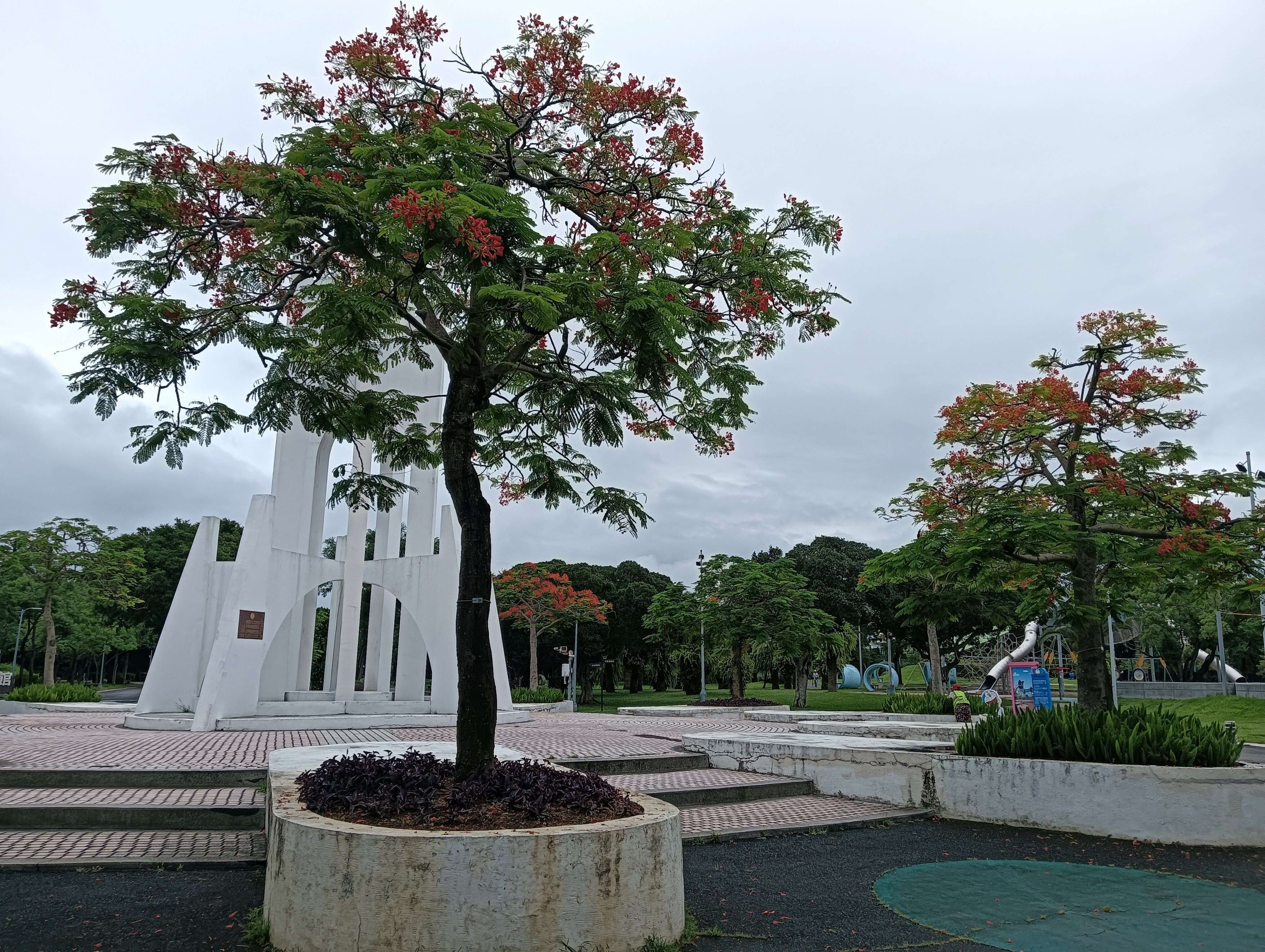 臺北典藏植物園附近的裝置藝術「祥和遍大地」周遭種植多株鳳凰木。(圖片來源：臺北市政府工務局公園路燈工程管理處)