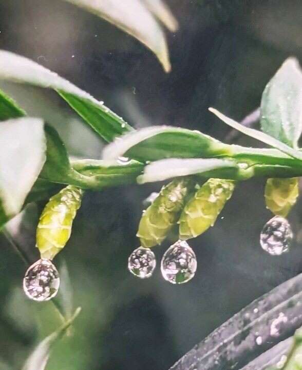 紅豆杉雌毬頂端一枚胚珠及授粉滴(志工陳中和拍攝)。(圖片來源：臺北市政府工務局公園路燈工程管理處)