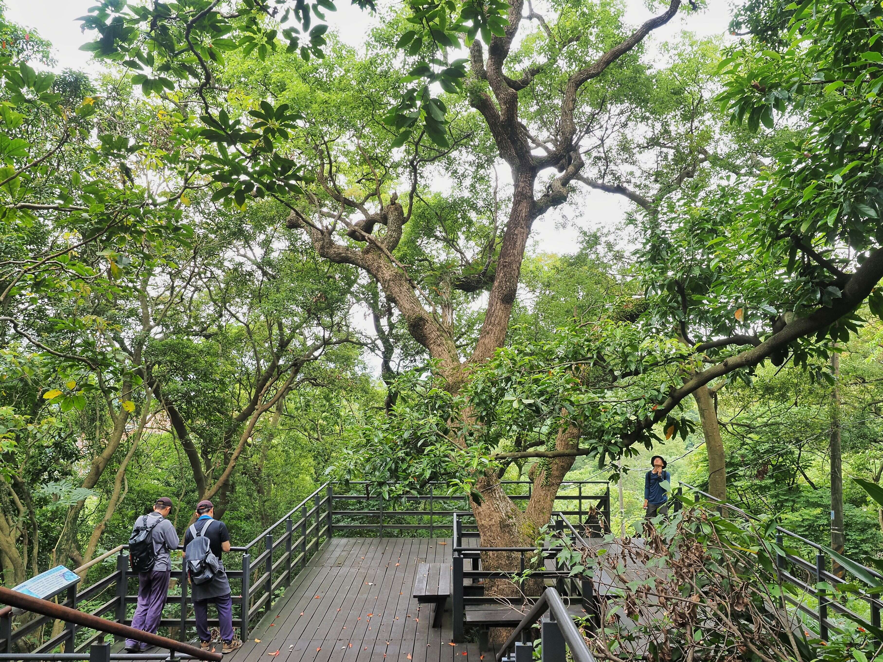 樟树 圆山风景区飞羽的家(图片来源：台北市政府工务局大地工程处)
