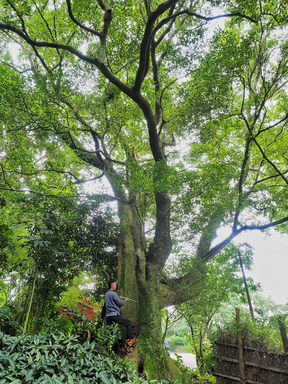 乌心石 横岭古道红坛登山口(图片来源：台北市政府工务局大地工程处)