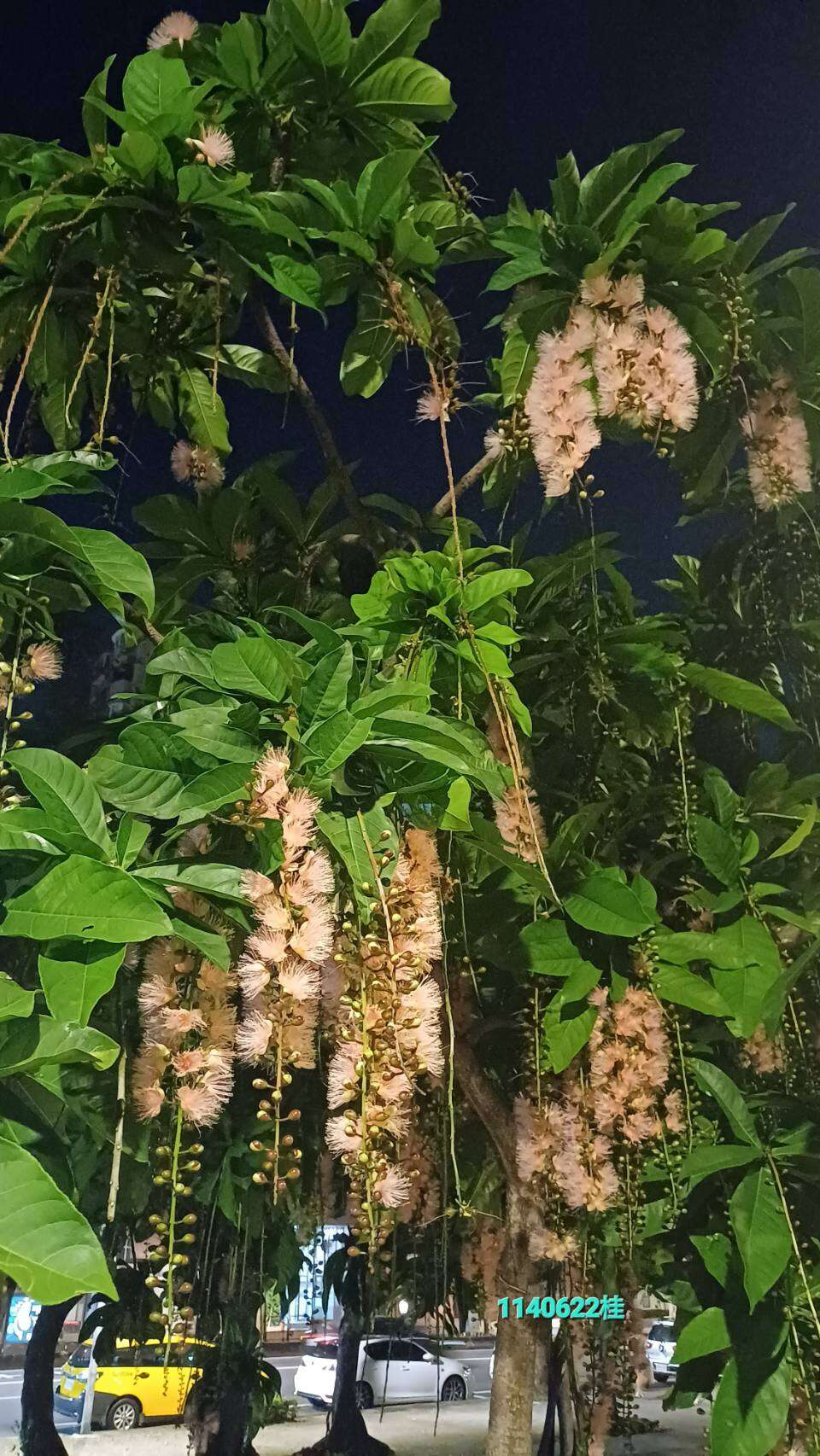 榮星花園公園靠近民權龍江路口栽植8株穗花棋盤腳。(圖片來源：臺北市政府工務局公園路燈工程管理處)