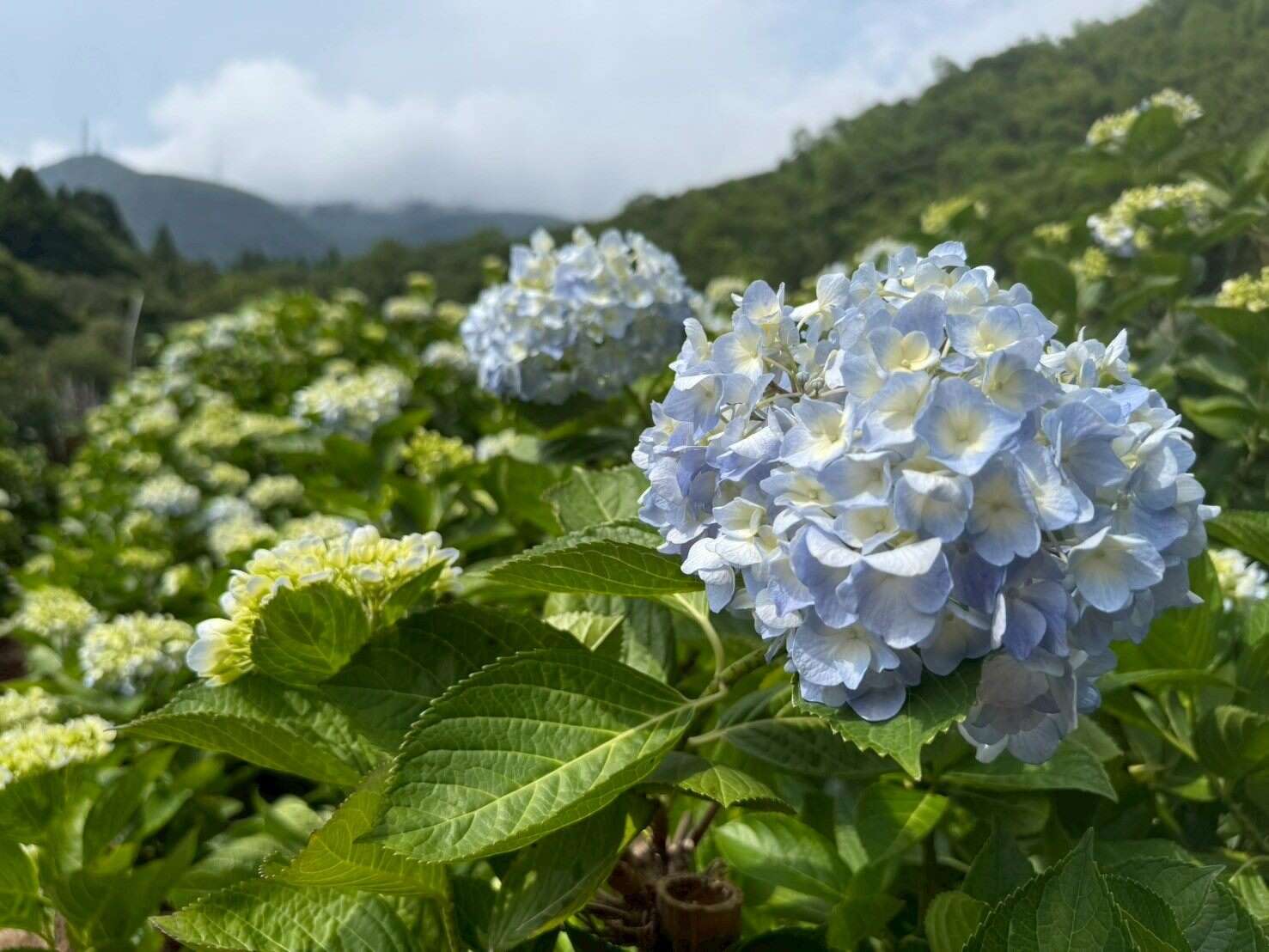 初夏のお花見ブームが来襲!北投湖田で花畑と田園風景を満喫