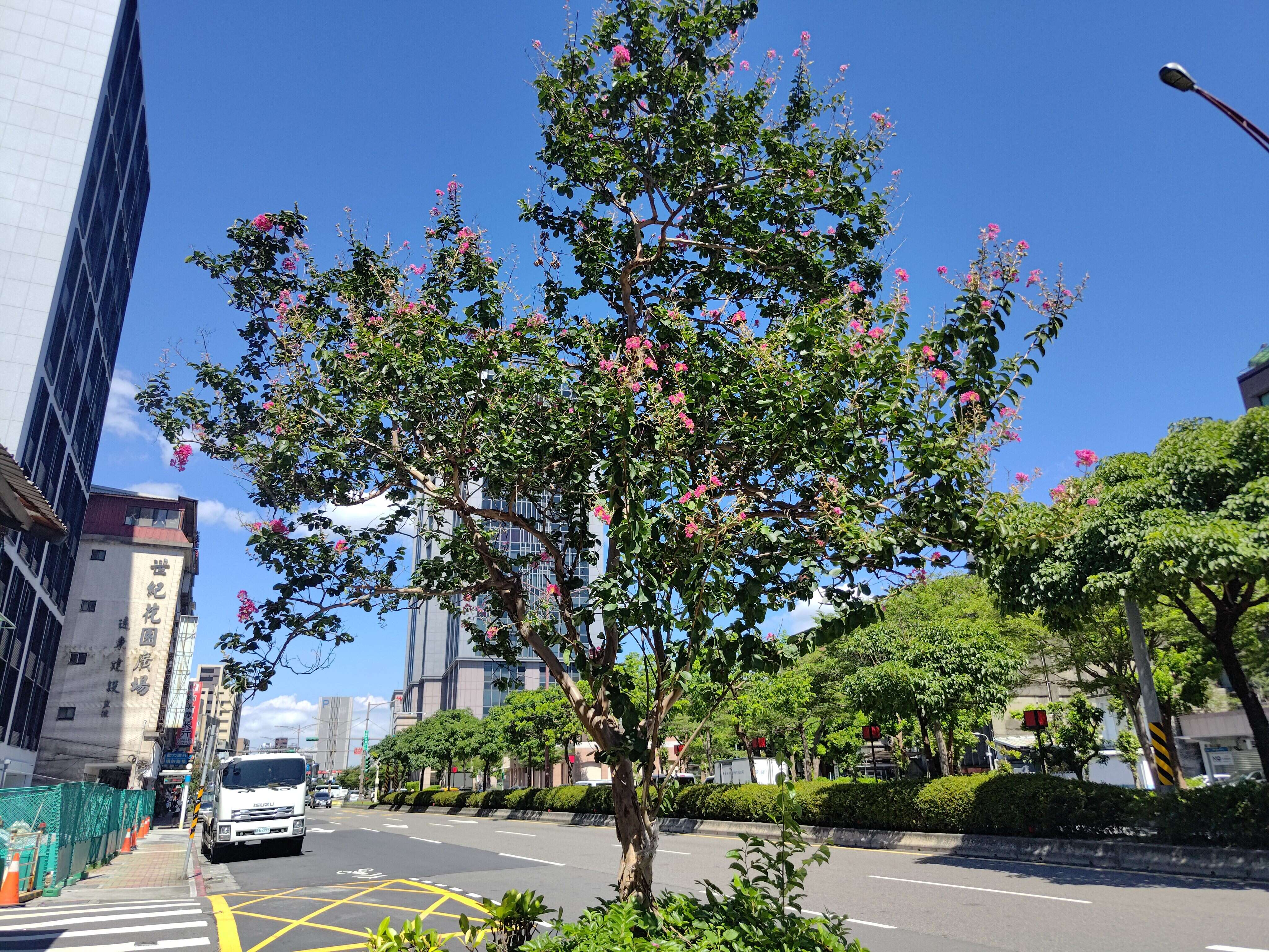 艋舺大道上的紫薇花景(图片来源：台北市政府工务局公园路灯工程管理处)