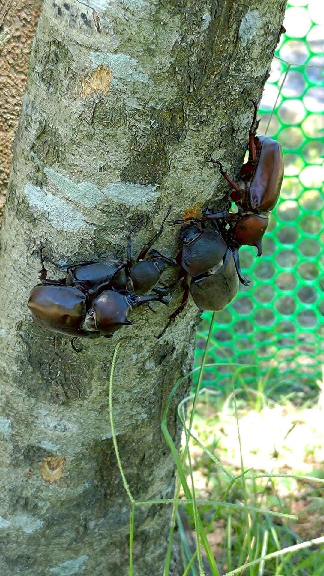群聚游玩的独角仙们(图片来源：台北市政府环境保护局废弃物处理场)