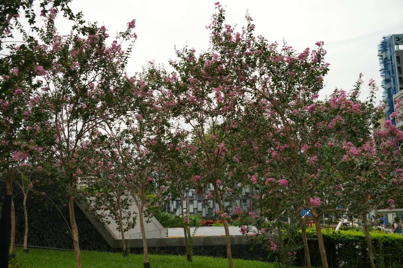 捷運5號出口旁的紫薇(圖片來源：臺北市政府工務局公園路燈工程管理處)