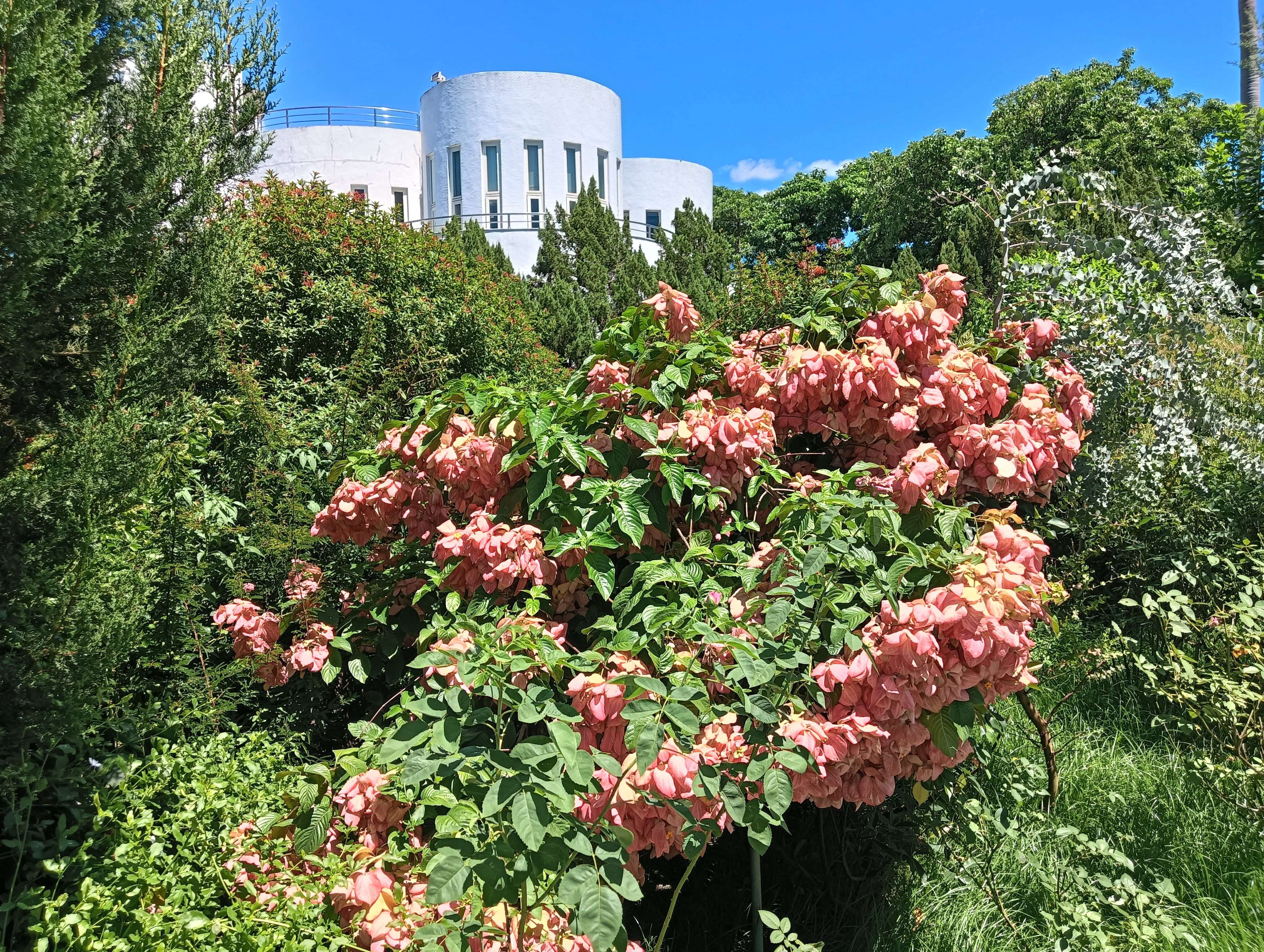 新生公園內粉葉金花有如夏日聖誕紅。(圖片來源：臺北市政府工務局公園路燈工程管理處)
