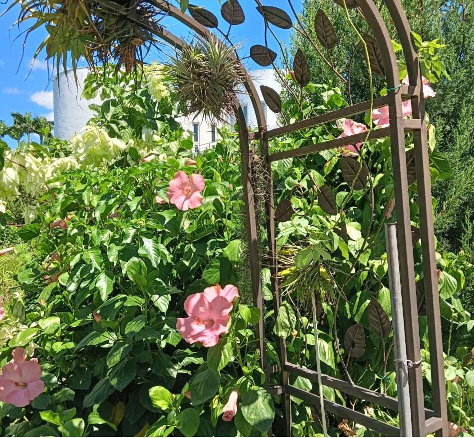 扶桑花又名朱槿，是典型熱帶花卉。(圖片來源：臺北市政府工務局公園路燈工程管理處)