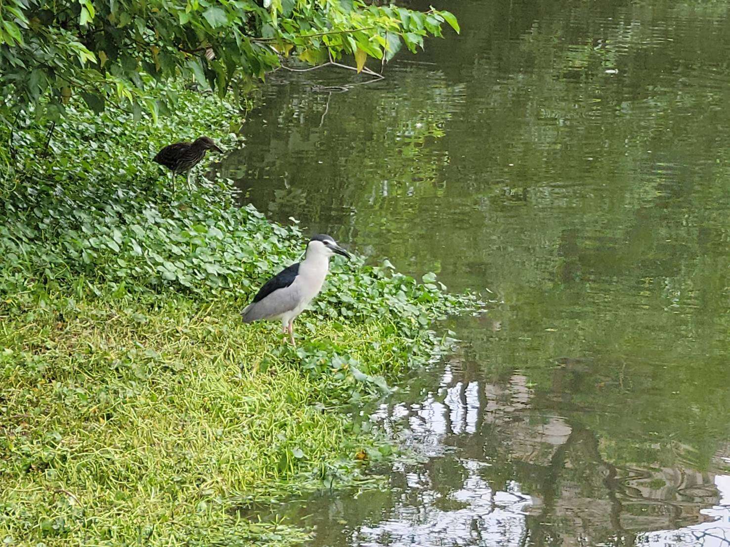 大安森林公園でサルスベリの花と水鳥を探そう