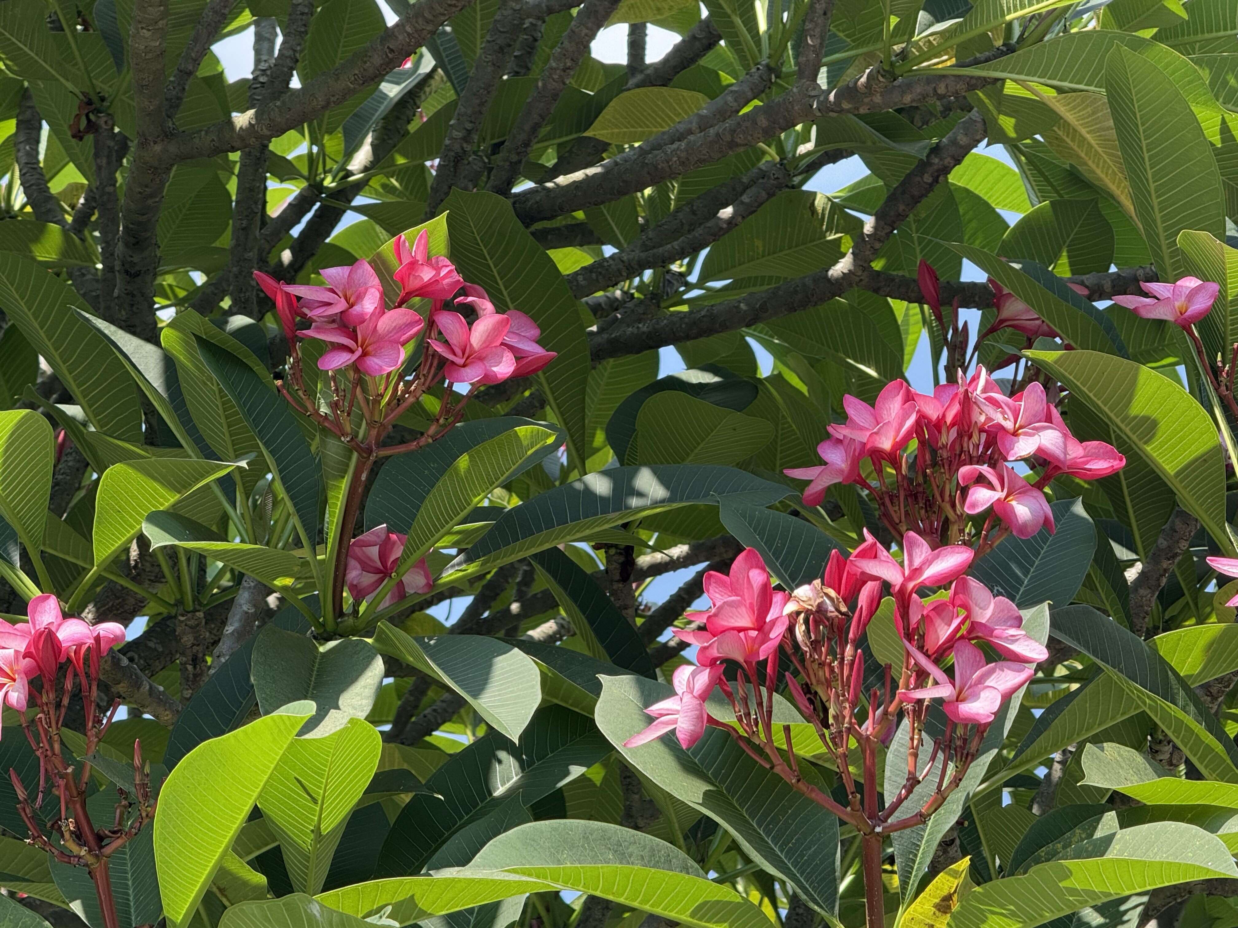 新生公園でお花見　南国リゾート気分を味わおう