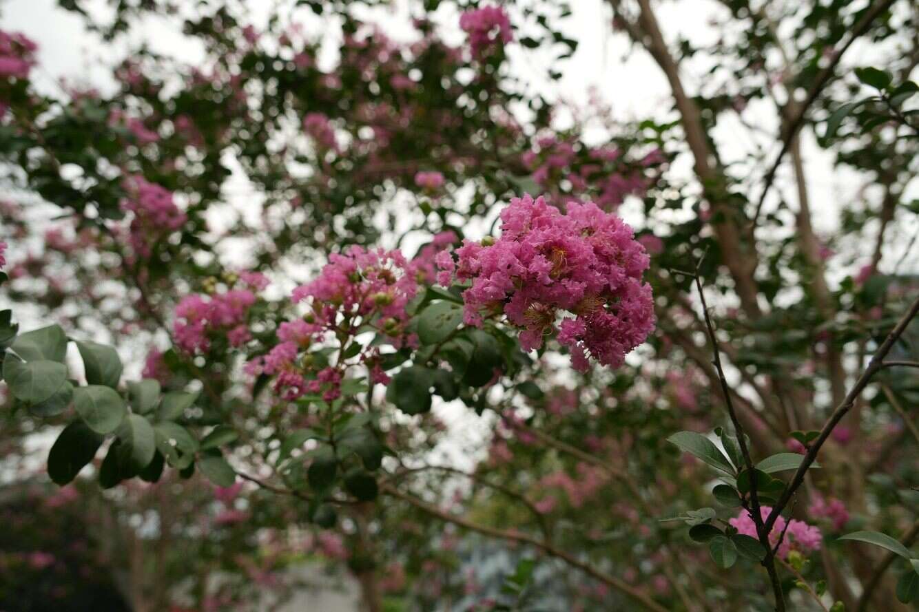 다안선린공원에서 만나는 등나무꽃과 물새