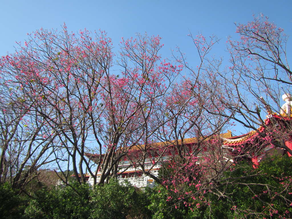 臺北市北投區大屯里吳氏宗祠山櫻開花現況
