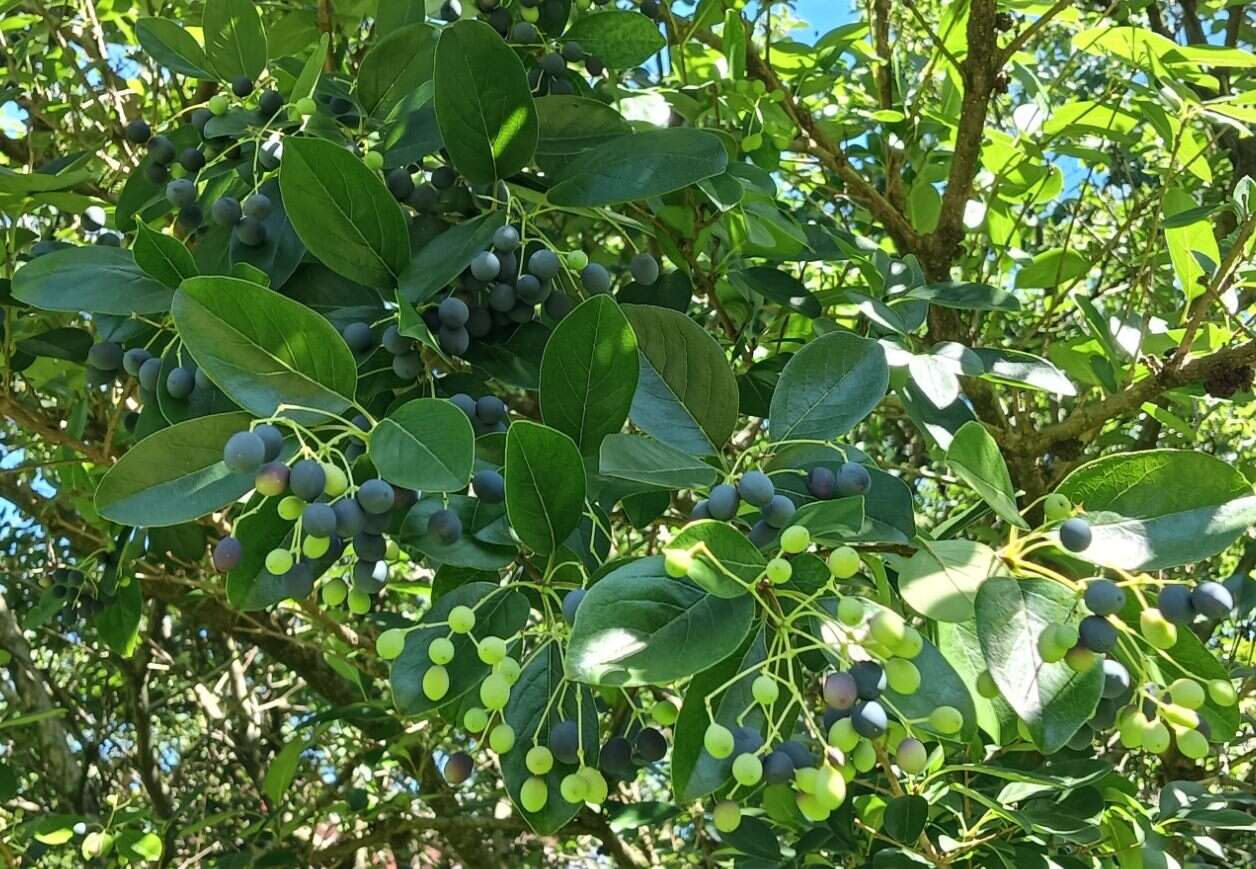 流苏小巧可爱的果实呈深蓝色,模样像极了迷你蓝莓或是葡萄。(图片来源：台北市政府工务局公园路灯工程管理处)
