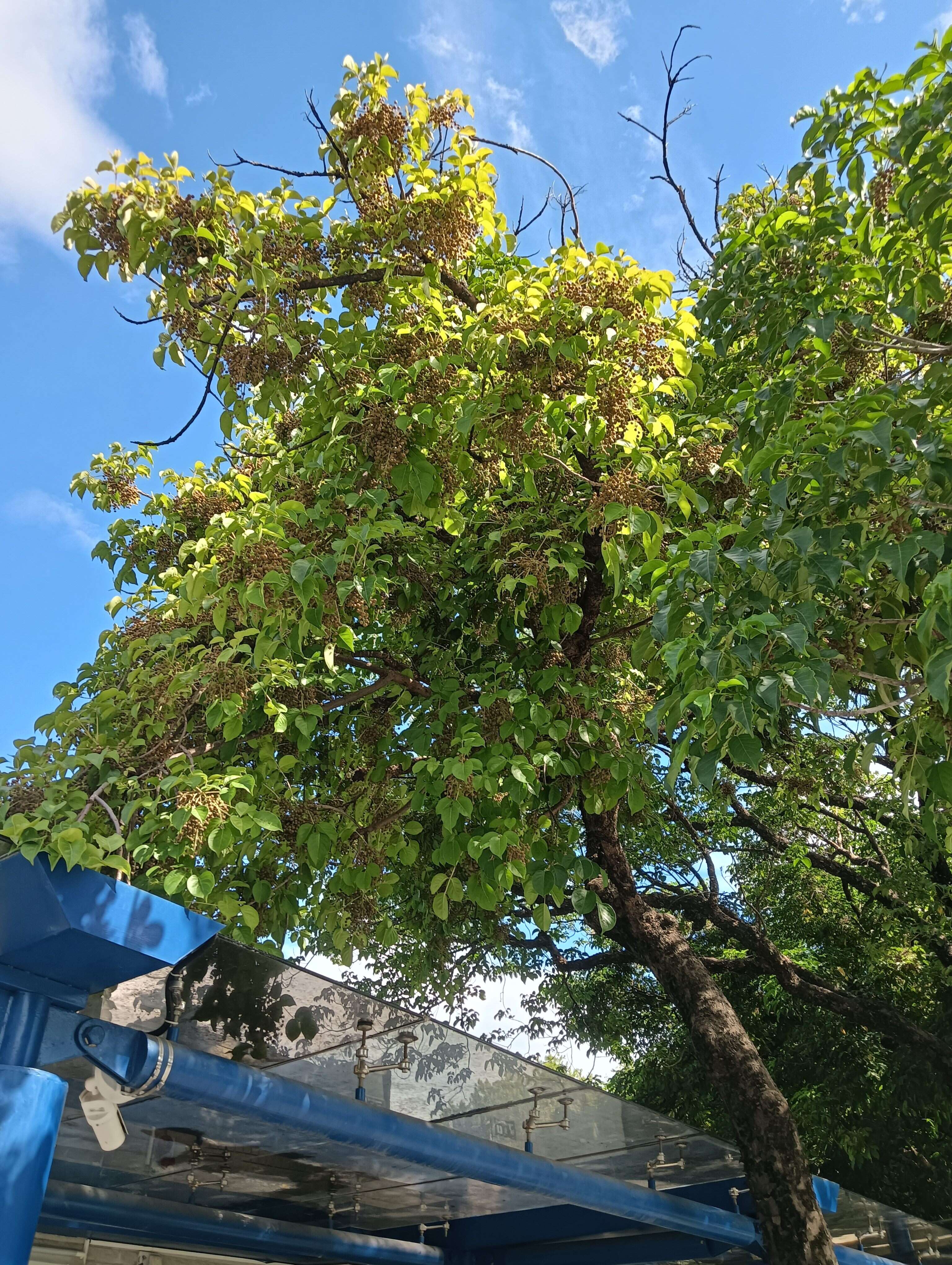 ▲茄苳的果实,成熟时褐色,有如一串串龙眼挂於枝顶。(图片来源：台北市政府工务局公园路灯工程管理处)