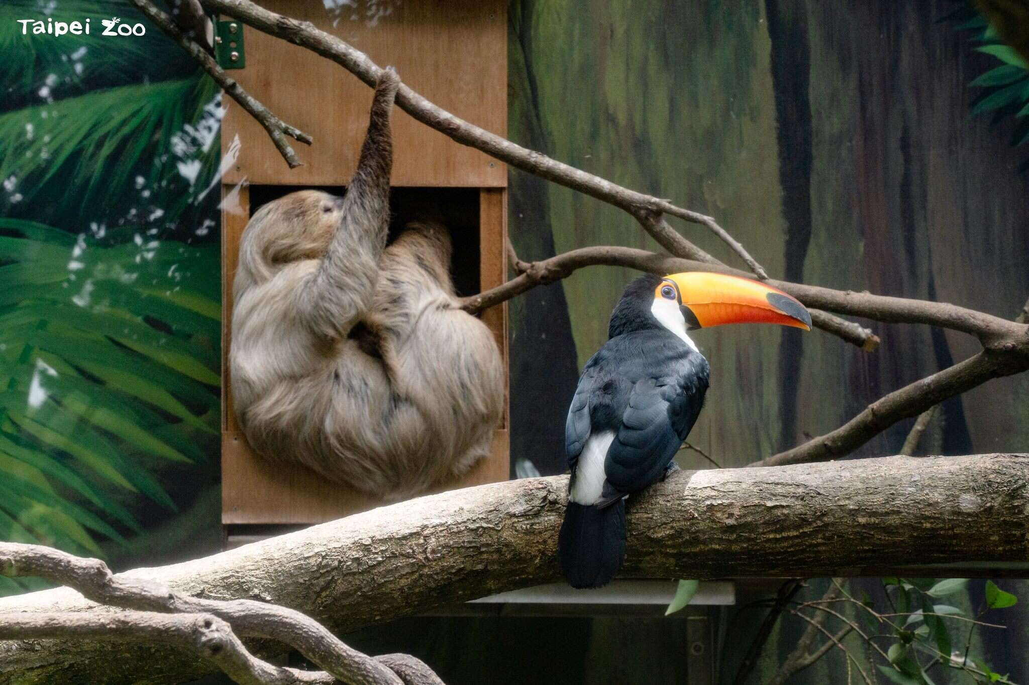 2025年6月動物園不對外開放期間,翻新了大巨嘴鳥的活動場,安排二趾樹獺蘇珊、葉橙與大巨嘴鳥共享空間當室友(圖片來源：臺北市立動物園)