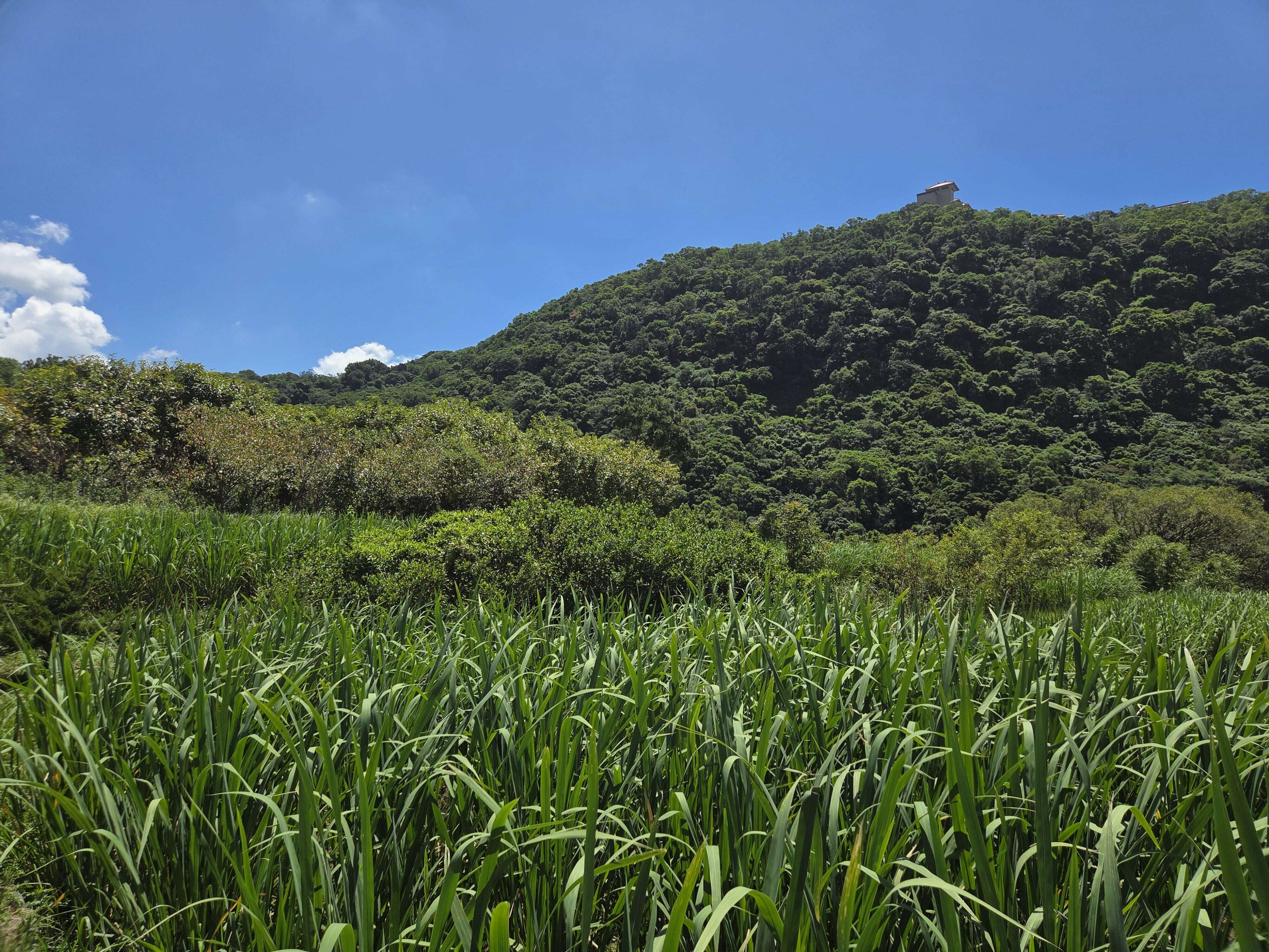 筊白筍田(圖片來源：臺北市政府工務局大地工程處)