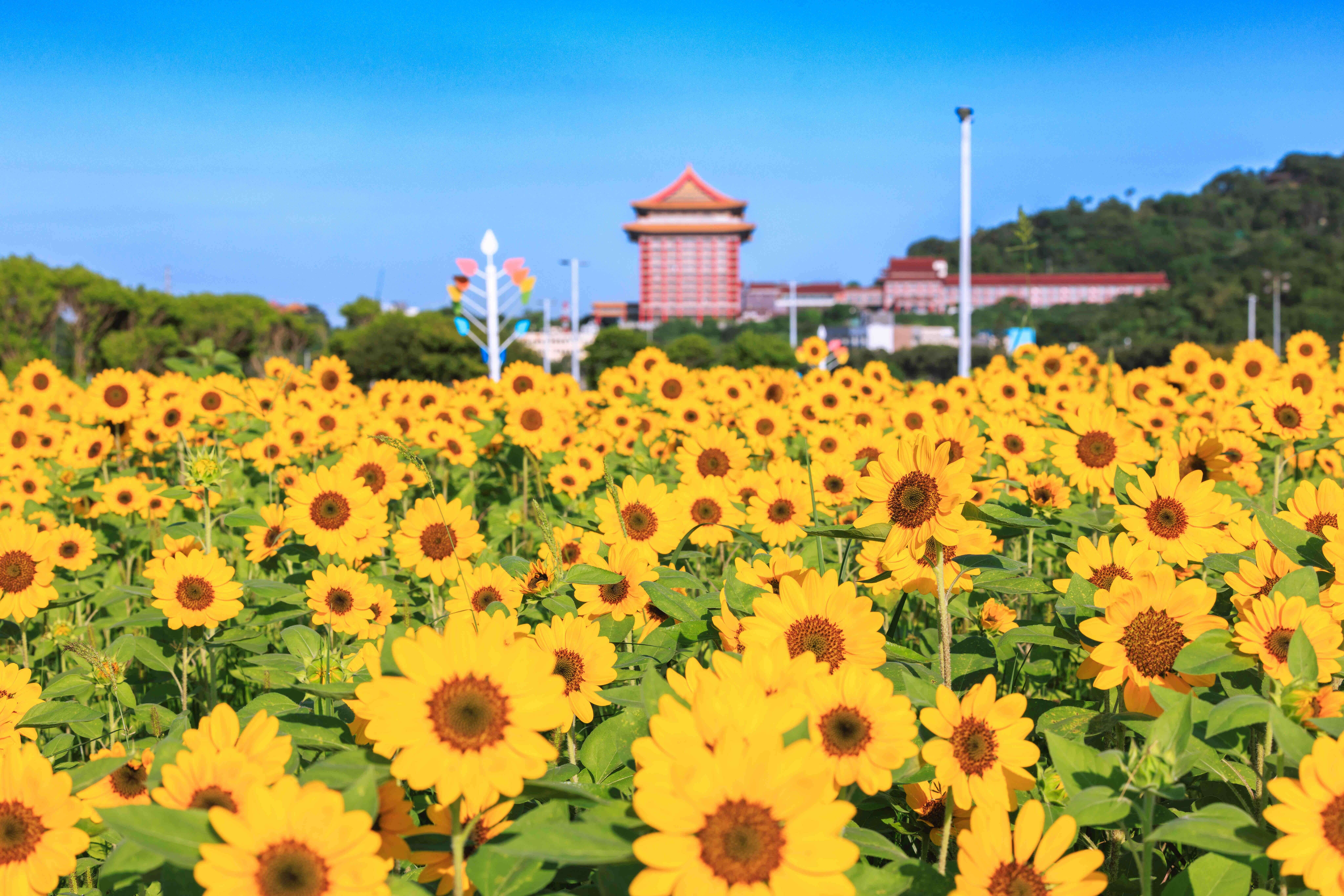 花朵盛開(圖片來源：臺北市政府工務局大地工程處)