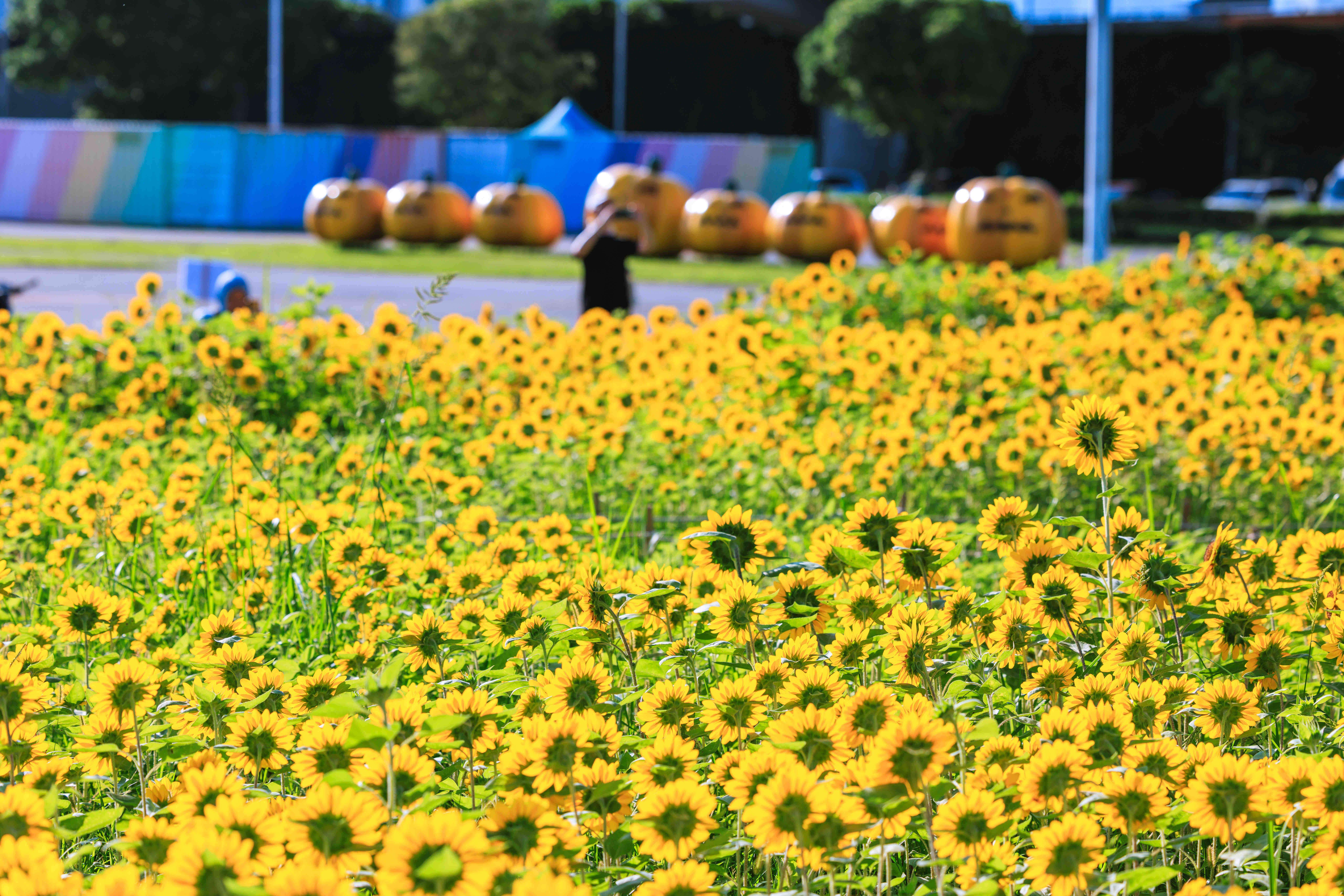 各角度的花海(圖片來源：臺北市政府工務局大地工程處)