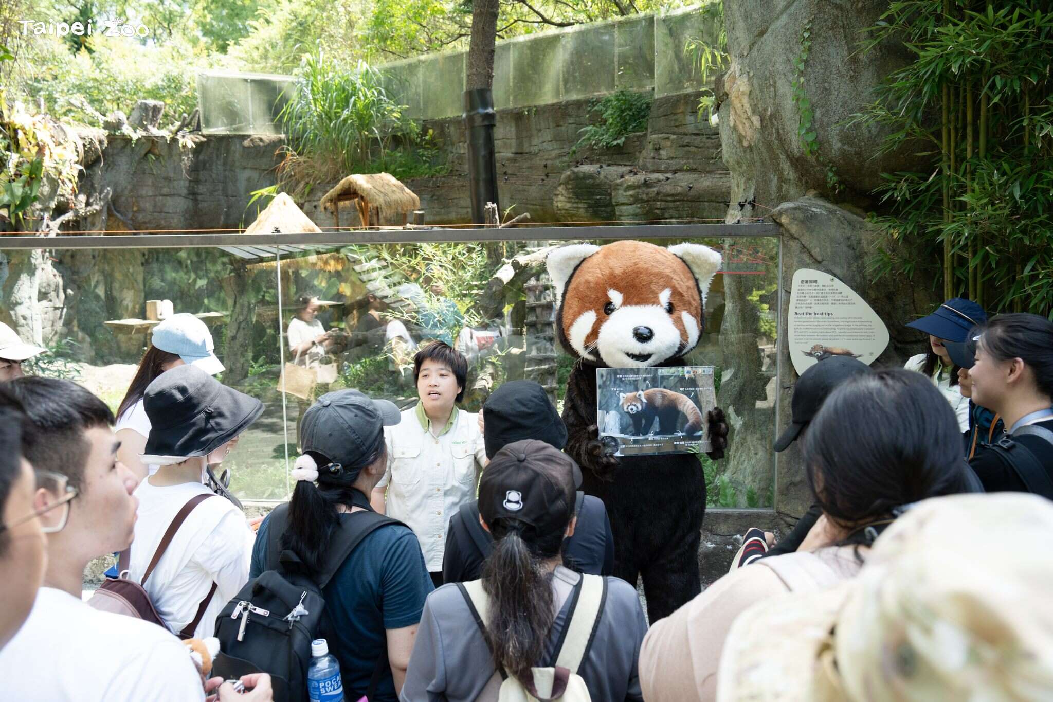 小貓熊(圖片來源：臺北市立動物園)