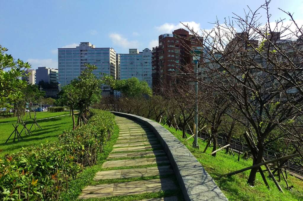 圖2、106年樂活公園櫻花待放