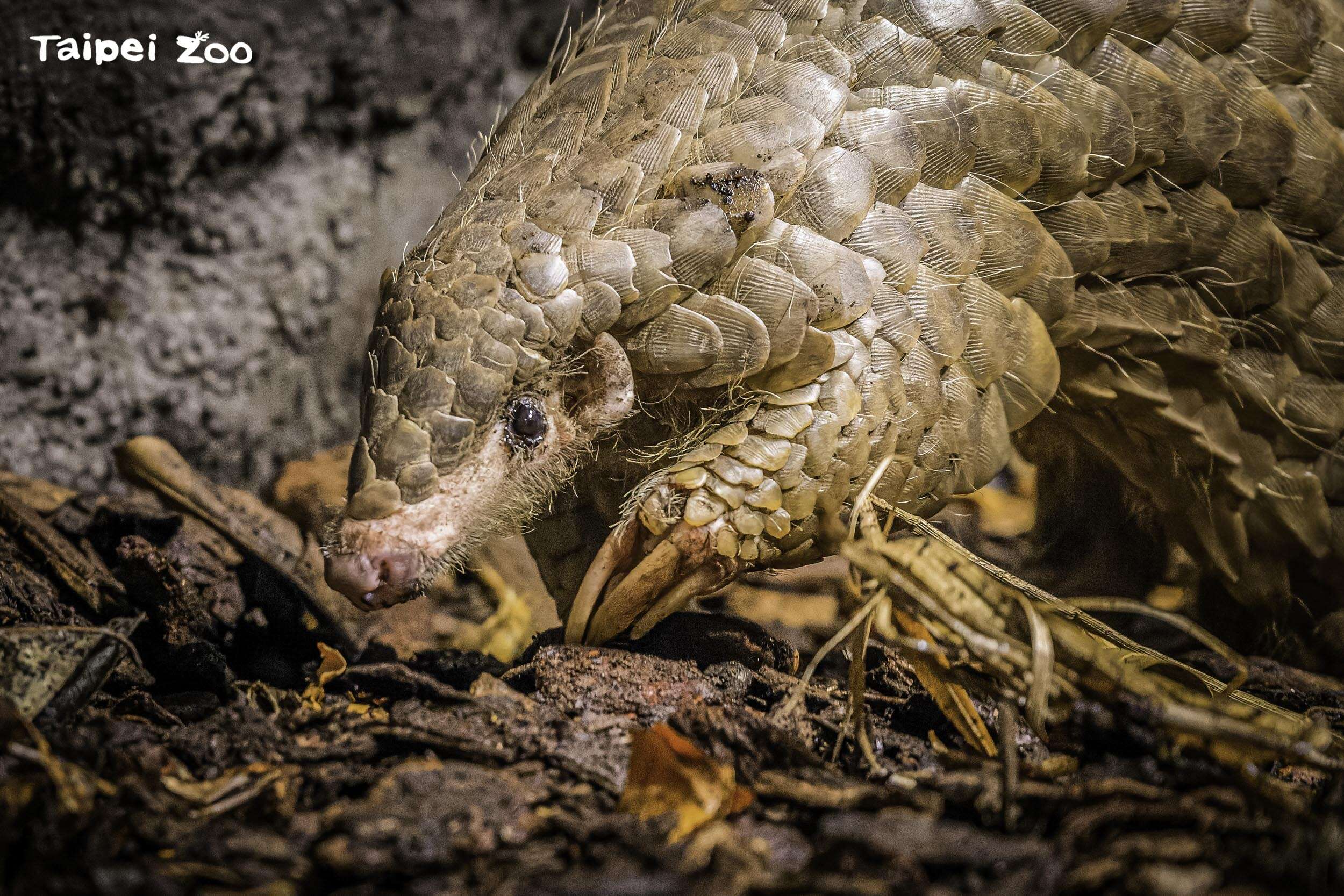 「润喉糖(Fazolka)」(photo by Prague Zoo)(图片来源：台北市政府工务局大地工程处)
