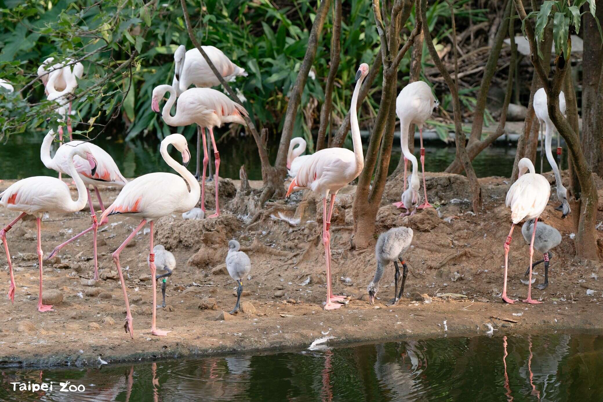 臺北市立動物園鳥園水禽區今（2025）年一口氣迎來了6隻大紅鶴寶寶。（圖片來源：臺北市立動物園）