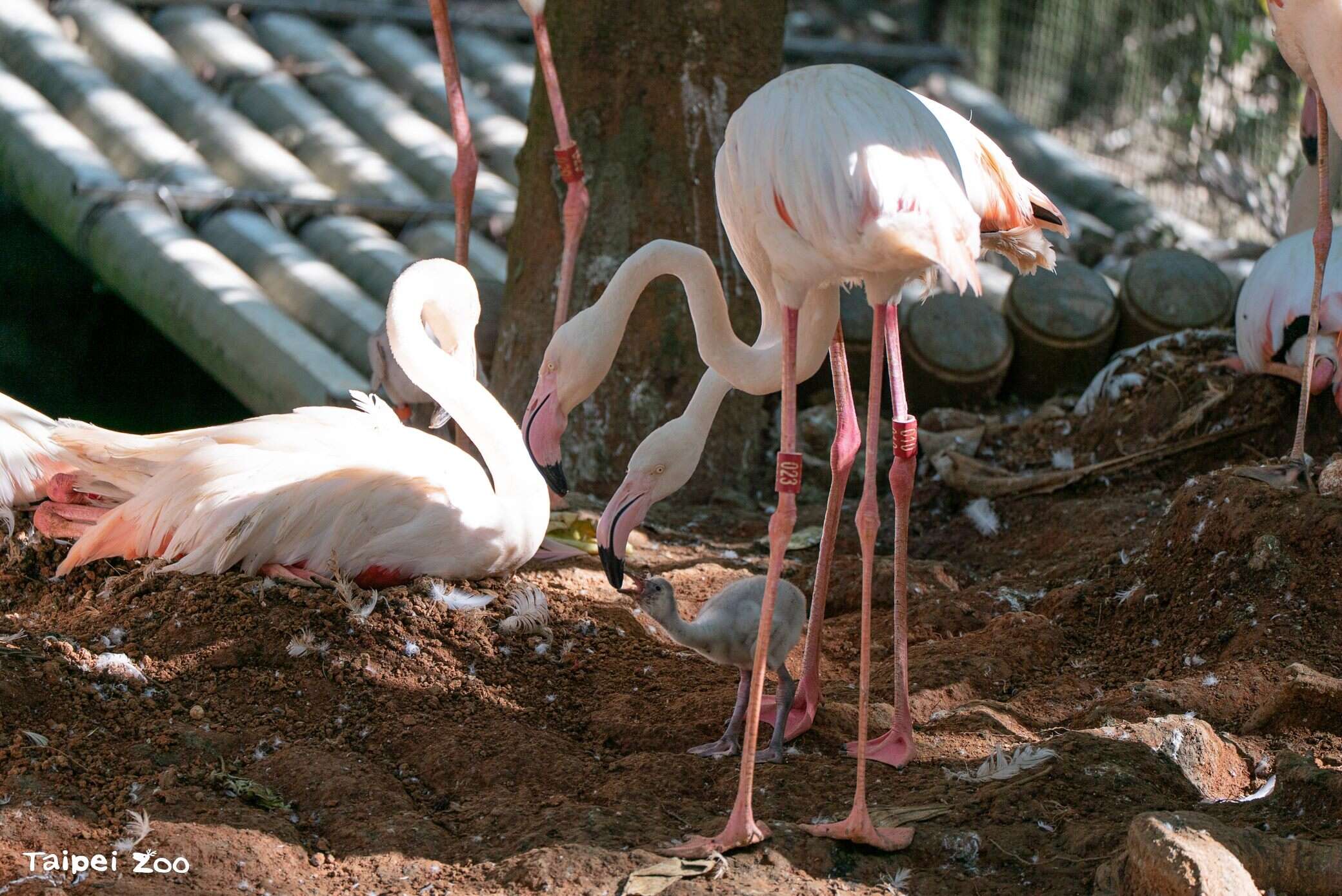 大紅鶴親鳥會哺育寶寶一段時間。（圖片來源：臺北市立動物園）